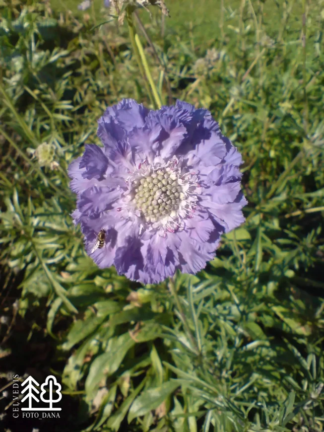 Scabiosa japonica  var. alpina